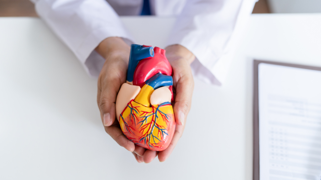 Doctor holding a detailed anatomical model of the human heart over a desk with a clipboard in the background.